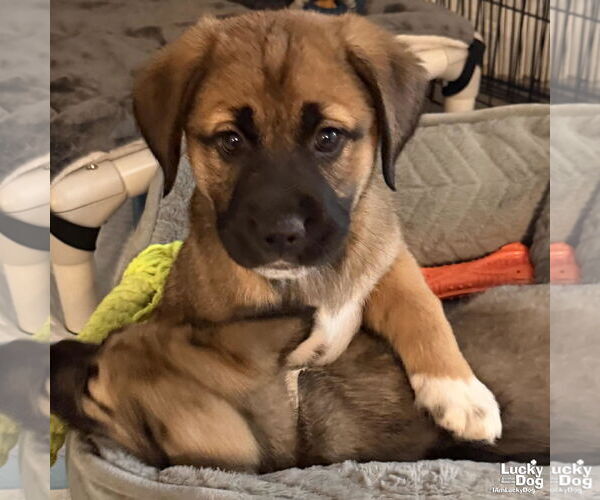 Medium Photo #3 Labrenees Puppy For Sale in Washington, DC, USA