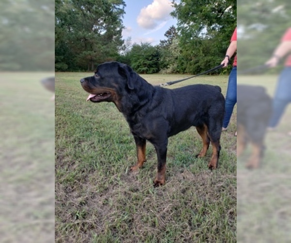 Medium Photo #1 Rottweiler Puppy For Sale in ANGIER, NC, USA