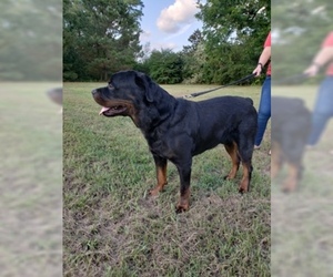 Father of the Rottweiler puppies born on 12/12/2019