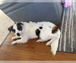 Small #1 Mutt