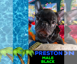 French Bulldog Puppy for sale in HEATHROW, FL, USA