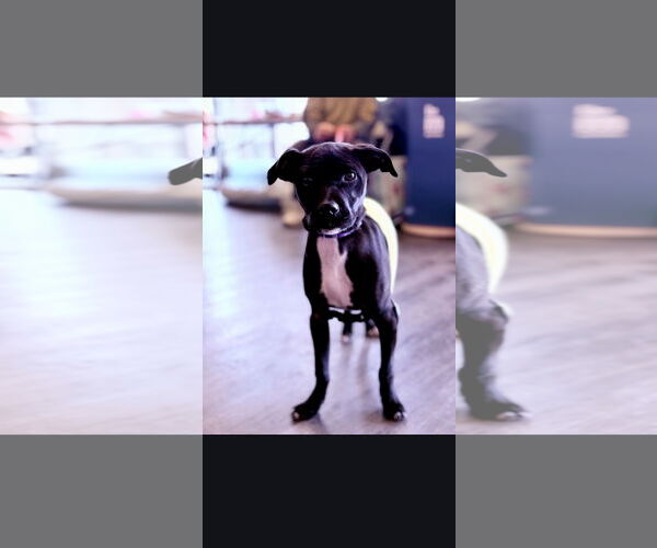 Medium Photo #5 Mutt Puppy For Sale in NYC, NY, USA