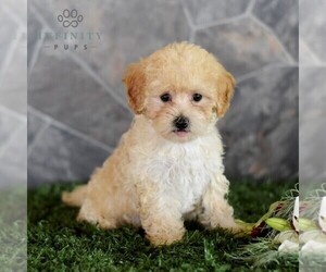 Maltipoo Puppy for sale in MILL HALL, PA, USA