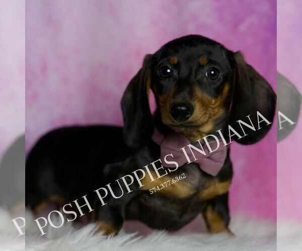 Medium Photo #4 Dachshund Puppy For Sale in WARSAW, IN, USA