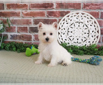 Small #1 West Highland White Terrier