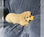 Small #2 Golden Labrador
