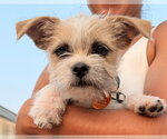 Small #1 Mutt