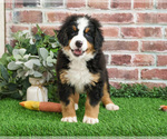 Small #2 Bernese Mountain Dog