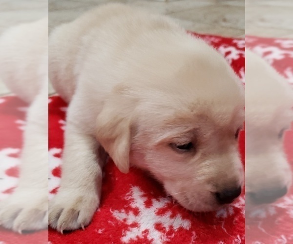 Medium Photo #22 Labrador Retriever Puppy For Sale in OLYMPIA, WA, USA