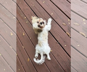 ShihPoo Puppy for sale in GEORGETOWN, TX, USA