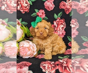 Cockapoo-Poodle (Miniature) Mix Puppy for sale in NOTTINGHAM, PA, USA