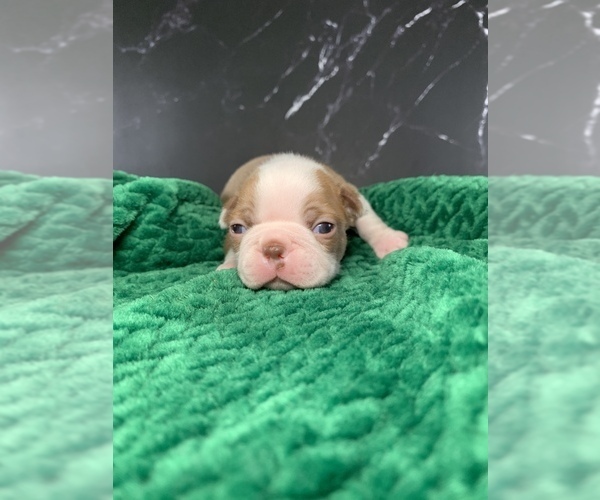 Medium Photo #2 Boston Terrier Puppy For Sale in TULARE, CA, USA