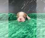 Small Photo #3 Boston Terrier Puppy For Sale in TULARE, CA, USA