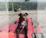 Small #4 American Staffordshire Terrier-Labrador Retriever Mix