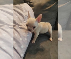 French Bulldog Puppy for sale in DECATUR, GA, USA