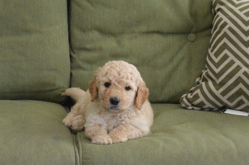 Medium Photo #5 Goldendoodle Puppy For Sale in DOWLING PARK, FL, USA