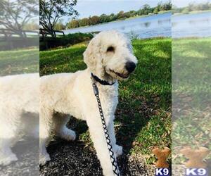 Goldendoodle Puppy for sale in RIVERVIEW, FL, USA