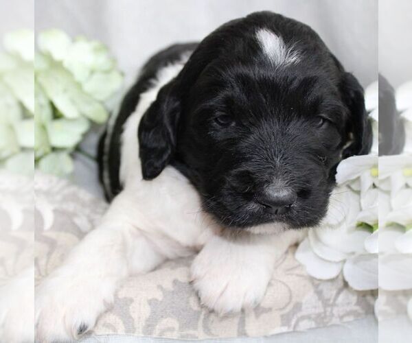 Medium Photo #2 Poodle (Standard)-Springerdoodle Mix Puppy For Sale in ITASCA, TX, USA