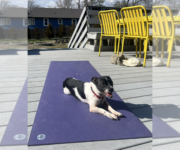 Medium Photo #9 Mutt Puppy For Sale in Candler, NC, USA