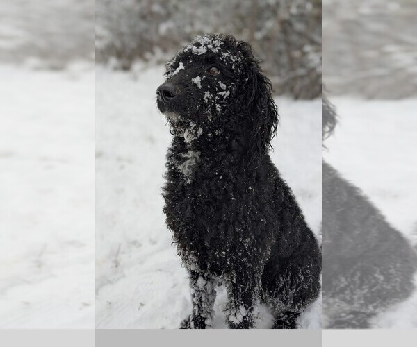 Medium Photo #1 Aussiedoodle-Labradoodle Mix Puppy For Sale in COLD SPRGS HI, KY, USA