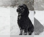 Small Photo #1 Aussiedoodle-Labradoodle Mix Puppy For Sale in COLD SPRGS HI, KY, USA