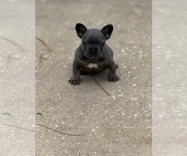 Medium Photo #1 French Bulldog Puppy For Sale in PALM COAST, FL, USA