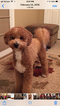 Small Photo #1 Goldendoodle Puppy For Sale in LEXINGTON, SC, USA