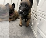 Small Photo #66 Belgian Malinois Puppy For Sale in REESEVILLE, WI, USA
