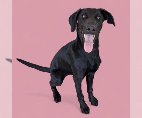 Medium Photo #1 Labrador Retriever Puppy For Sale in Bakersfield, CA, USA