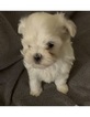 Small Photo #4 Maltese Puppy For Sale in LEXINGTON, KY, USA