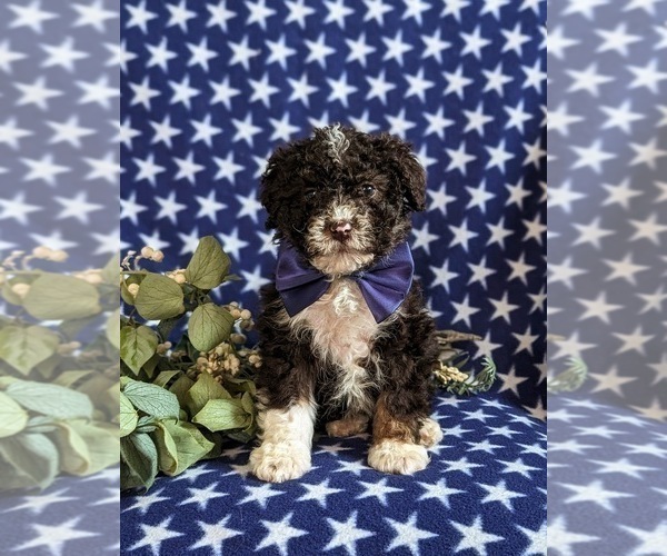 Medium Photo #2 Bernedoodle (Miniature) Puppy For Sale in OXFORD, PA, USA