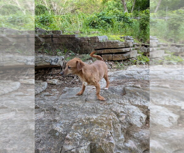 Medium Photo #4 Dachshund-Unknown Mix Puppy For Sale in Vail, AZ, USA