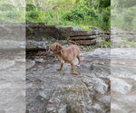 Small #3 Dachshund Mix
