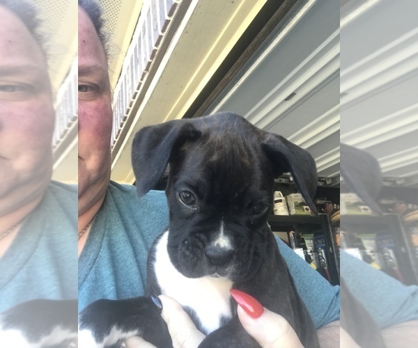 Medium Photo #4 Boxer Puppy For Sale in CONROE, TX, USA
