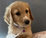 Small Photo #5 Goldendoodle Puppy For Sale in SACRAMENTO, CA, USA