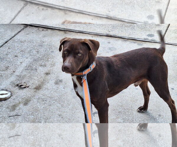 Medium Photo #2  Puppy For Sale in , 