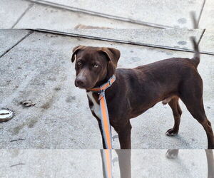 Labrador Retriever-Unknown Mix Dogs for adoption in Roanoke, TX, USA