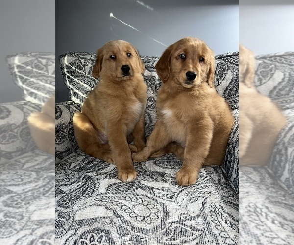 Medium Photo #8 Golden Retriever Puppy For Sale in DETROIT, MI, USA