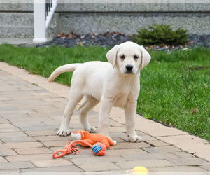 Labrador Retriever Puppy for sale in SYRACUSE, IN, USA
