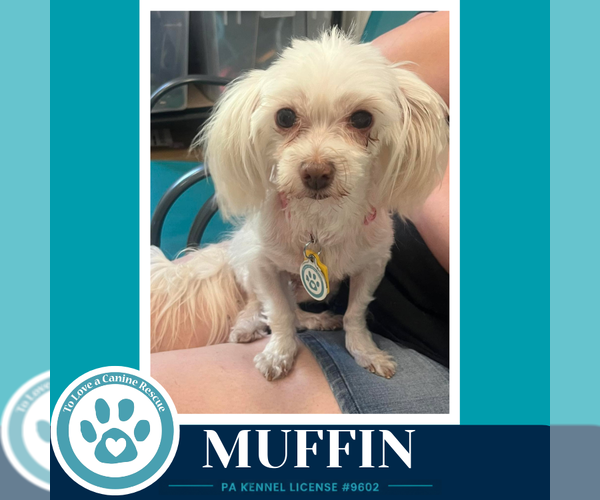 Medium Photo #4 Maltese Puppy For Sale in Kimberton, PA, USA