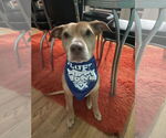 Small #12 American Staffordshire Terrier-Vizsla Mix