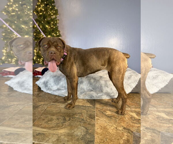 Medium Photo #1 Mutt Puppy For Sale in Goodyear, AZ, USA