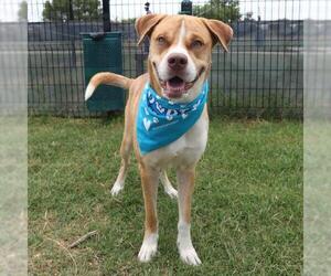 American Staffordshire Terrier Dogs for adoption in San Antonio, TX, USA