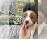 Small Photo #10 Australian Shepherd Puppy For Sale in ATLANTA, GA, USA