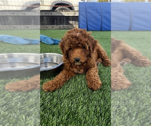 Medium Photo #3 Goldendoodle (Miniature) Puppy For Sale in APTOS, CA, USA
