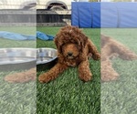Small #2 Goldendoodle (Miniature)