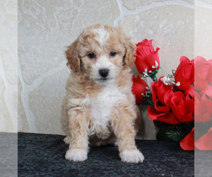 Poochon Puppy for sale in GORDONVILLE, PA, USA