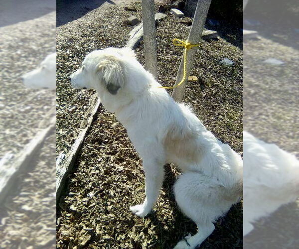 Medium Photo #5 Great Pyrenees Puppy For Sale in Spring, TX, USA