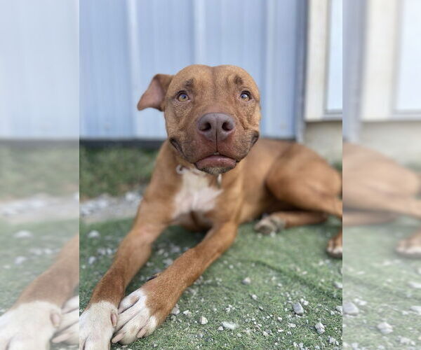 Medium Photo #14 American Pit Bull Terrier Puppy For Sale in Evansville, IN, USA