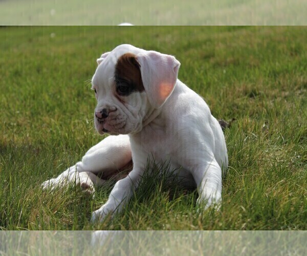 Medium Photo #9 Boxer Puppy For Sale in SHIPSHEWANA, IN, USA